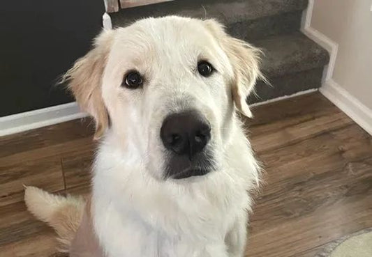 Dog suffers rehoming 14 times in 5 weeks for reasons that are... Too big! - Oddpoint Pets