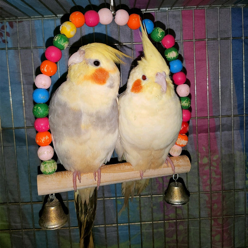 If you're new to parrots, learn these four things and you'll basically never die a bird! - Oddpoint Pets