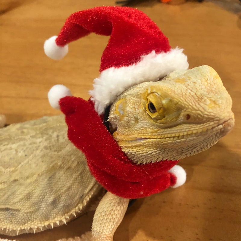 Lizard Christmas Costume