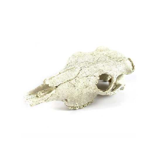 Dinosaur Skull Landscaping Hide Cave