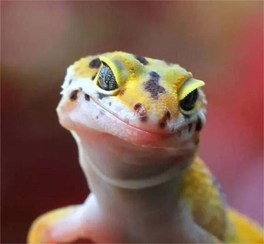 It turns out that all these diseases in reptiles are related to it! - Oddpoint Pets