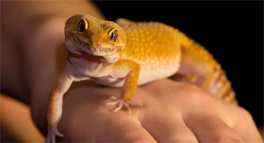 What do we need to prepare for keeping a leopard gecko? - Oddpoint Pets