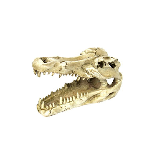 Dinosaur Skull Reptile Hide Cave