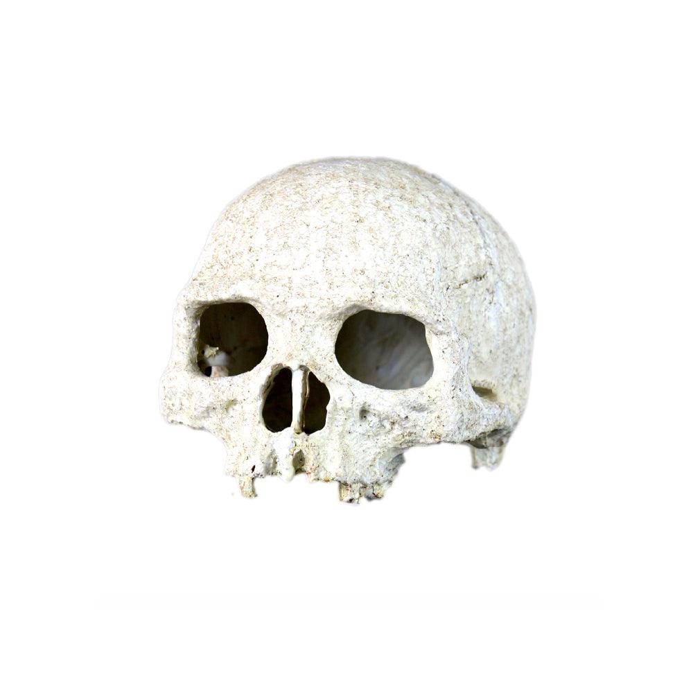 Primate Skull Terrarium Hide Cave